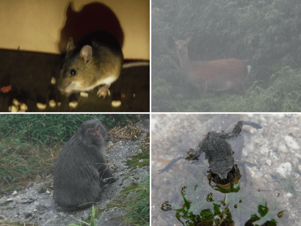 屋久島 宮之浦岳でテント泊 持って行った山道具と全行程まとめ その２ ひとりキャンプと山道具